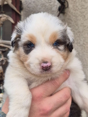 Les chiots de Berger Australien