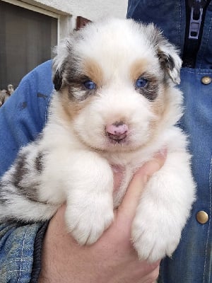 Les chiots de Berger Australien