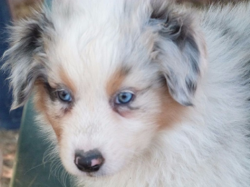 Chiot Elevage Des Collines Du Lac De Paladru Eleveur De