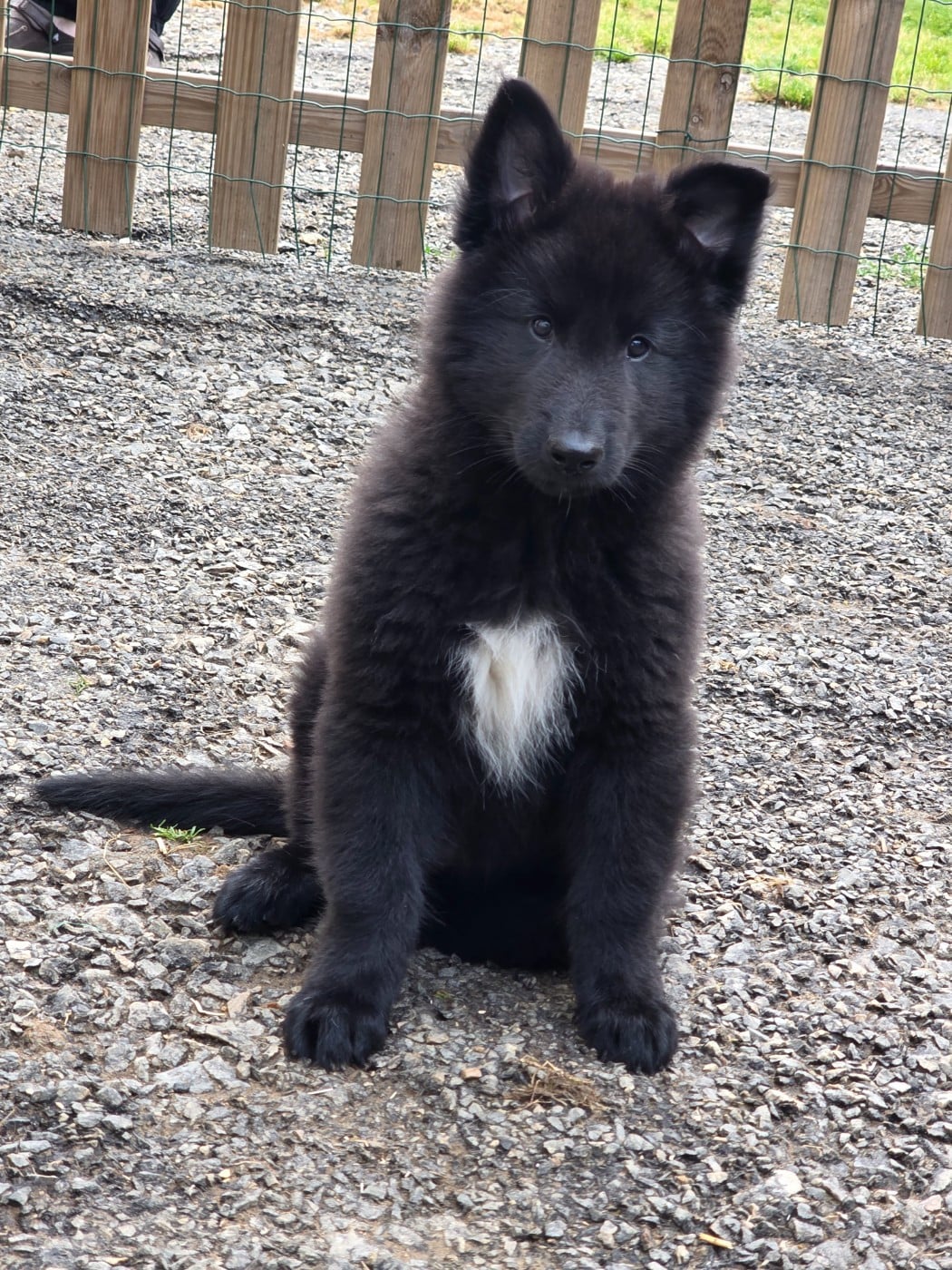 CHIOT 8