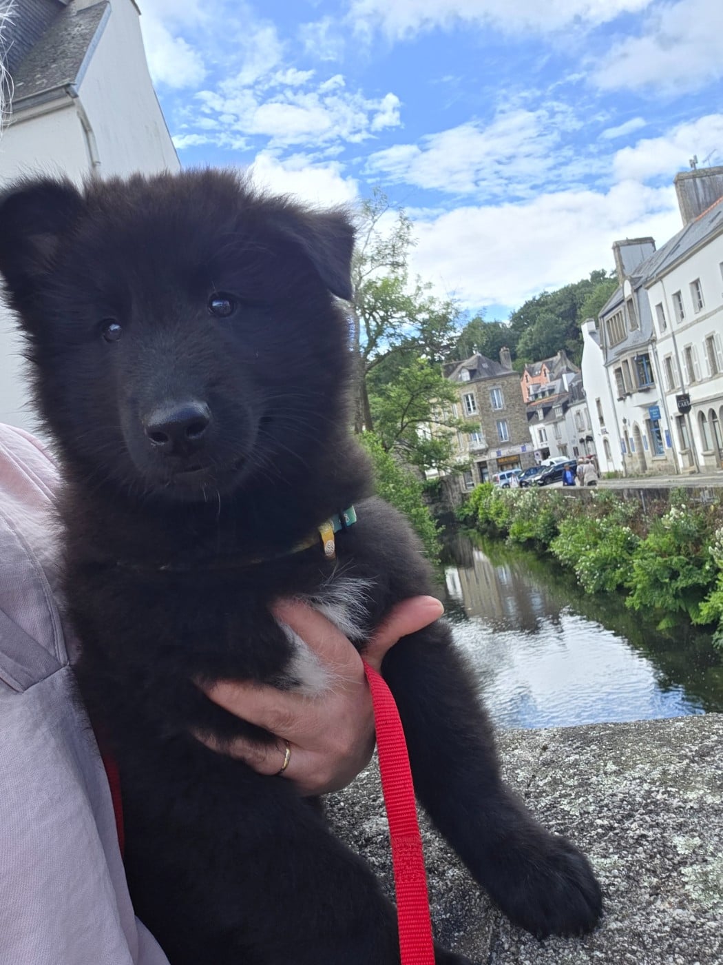 CHIOT 8