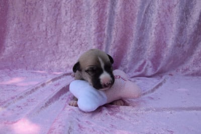 Les chiots de Whippet