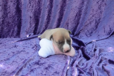 Les chiots de Whippet