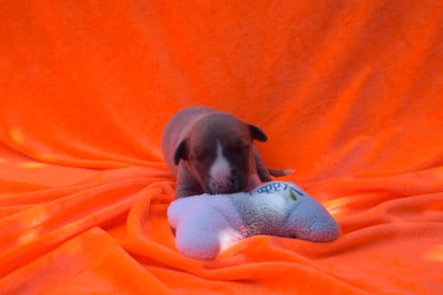 Les chiots de Whippet