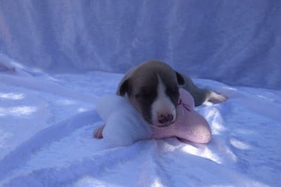 Les chiots de Whippet