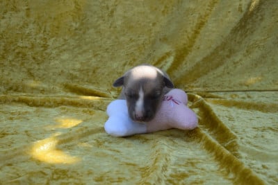 Les chiots de Whippet