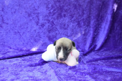 Les chiots de Whippet