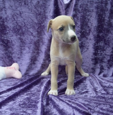 Les chiots de Whippet