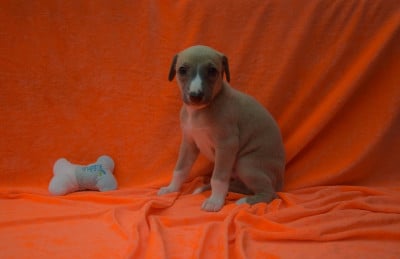 Les chiots de Whippet