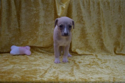 Les chiots de Whippet