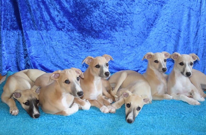 Whippet - Du Jardin Secret D'elixir