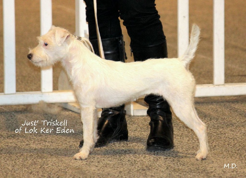 Just triskell Of Lok Ker Eden - 2eme très bon