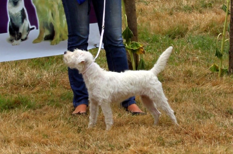 Just triskell Of Lok Ker Eden - 2eme excellent classe intermédiaire femelle