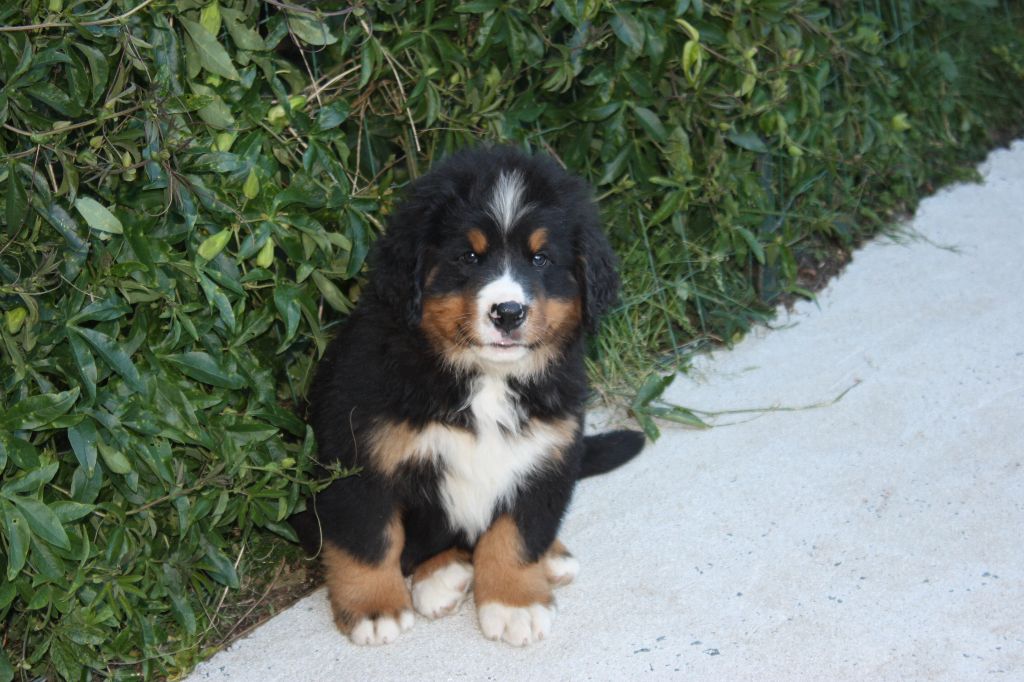 Chiot Elevage De La Noe Des Grands Froids Eleveur De Chiens Bouvier Bernois