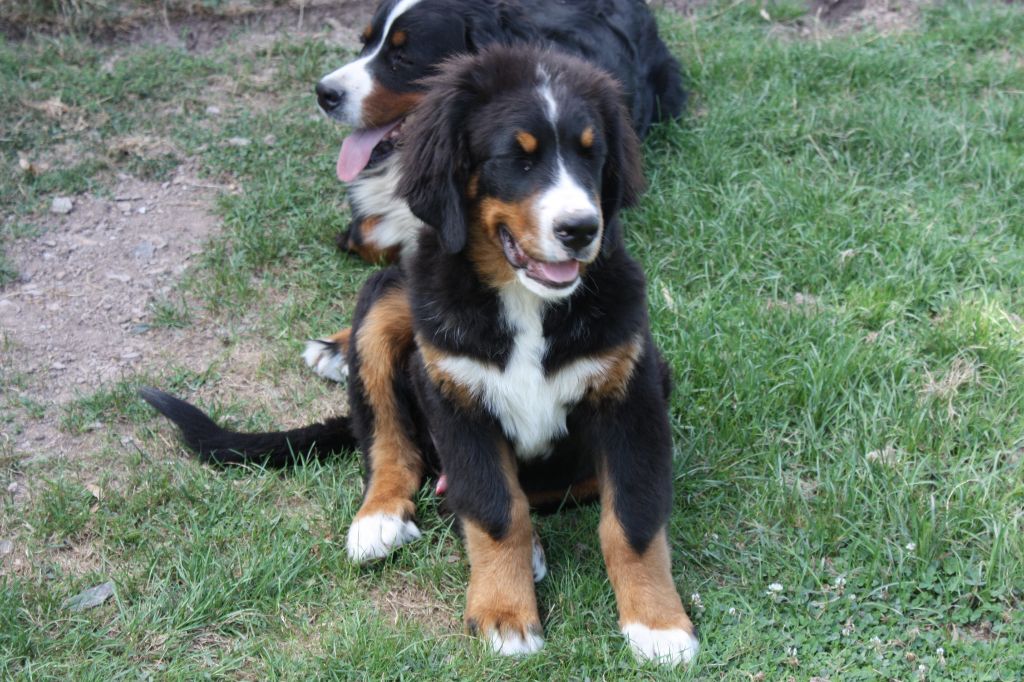 Chiot Elevage De La Noe Des Grands Froids Eleveur De Chiens Bouvier Bernois