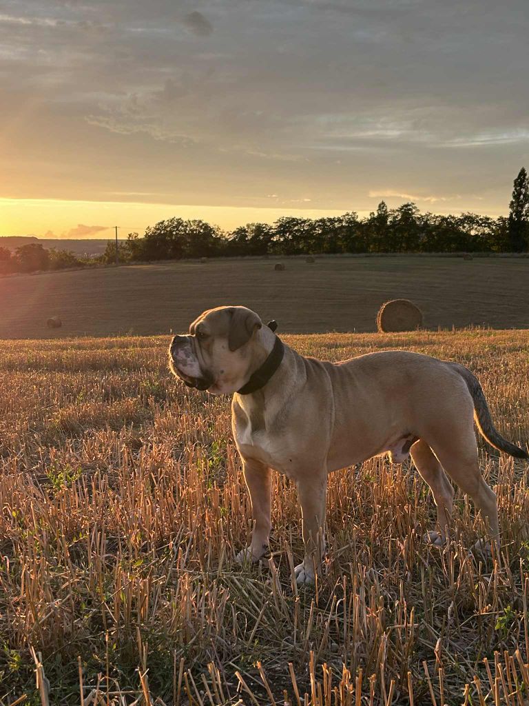 Publication : Des Dieux De L'arène