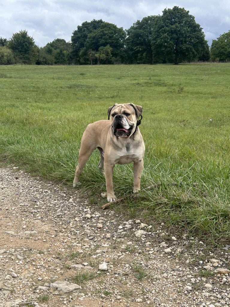 Publication : Des Dieux De L'arène