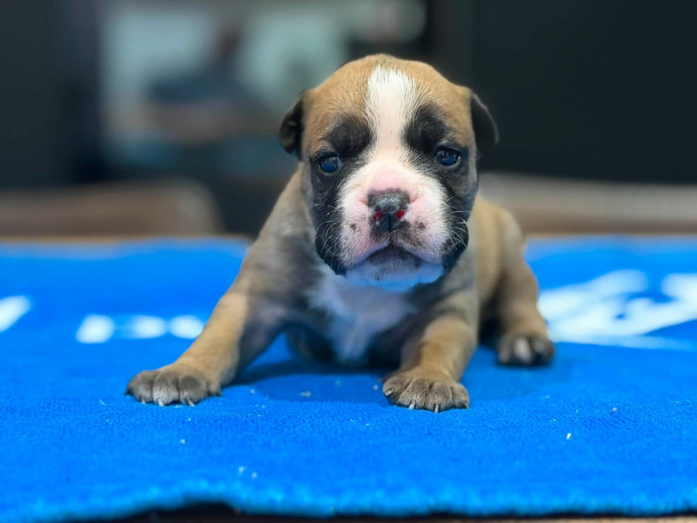 MALE 2 - Bulldog continental
