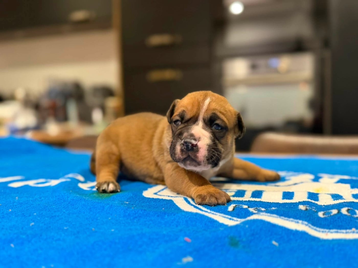 MALE 3 - Bulldog continental