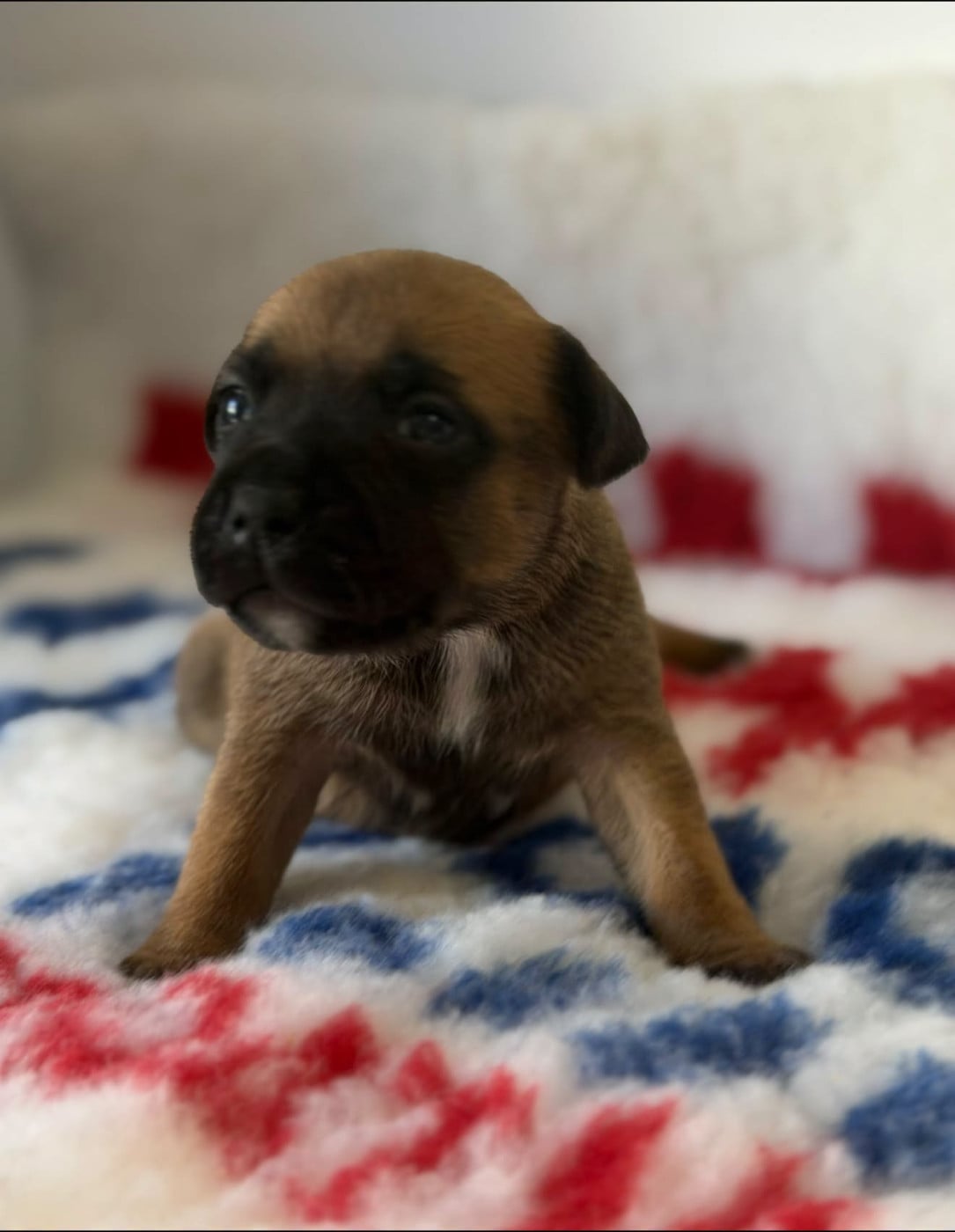 MALE 3 - Staffordshire Bull Terrier