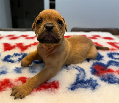 Les chiots de Bulldog continental