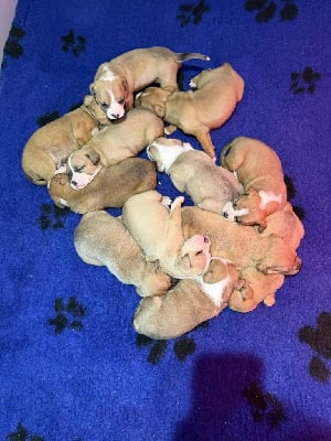 CHIOT - Bulldog continental