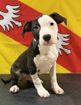Les chiots de American Staffordshire Terrier