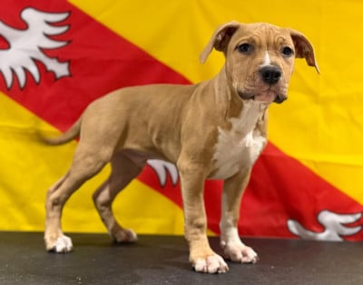 Les chiots de American Staffordshire Terrier
