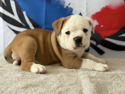 Les chiots de Bulldog continental