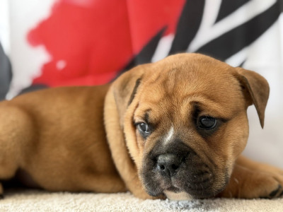 Les chiots de Bulldog continental