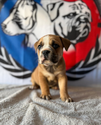 Les chiots de Bulldog continental