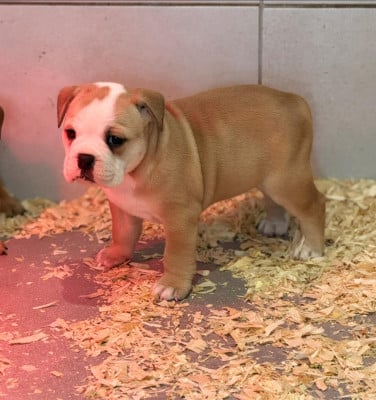 Les chiots de Bulldog continental
