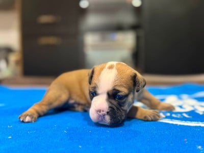 Bulldog continental