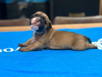 FEMELLE 1 - Bulldog continental