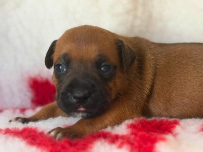 Les chiots de Staffordshire Bull Terrier