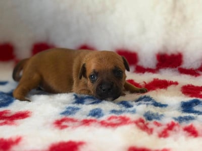 Les chiots de Staffordshire Bull Terrier