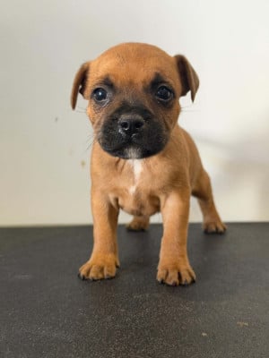 Les chiots de Staffordshire Bull Terrier