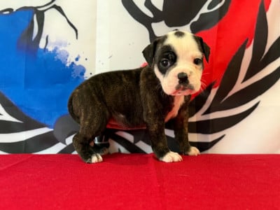 Les chiots de Bulldog continental