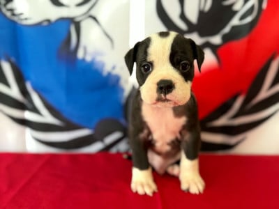 Les chiots de Bulldog continental