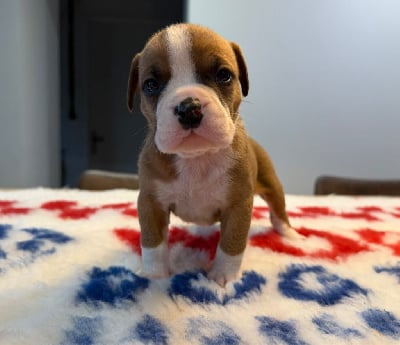 MALE 3 - Bulldog continental