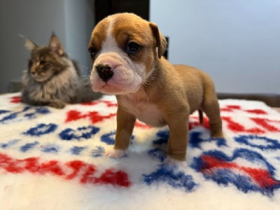 FEMELLE 4 - Bulldog continental