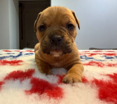 FEMELLE 1 - Bulldog continental
