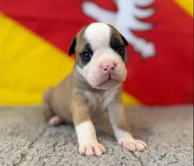 Les chiots de Bulldog continental