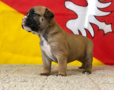 Les chiots de Bulldog continental