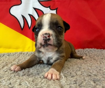 Les chiots de Bulldog continental