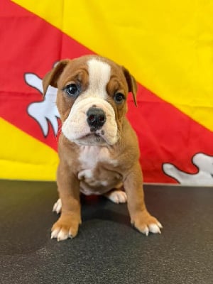 Les chiots de Bulldog continental
