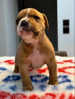 MALE 6 - Bulldog continental