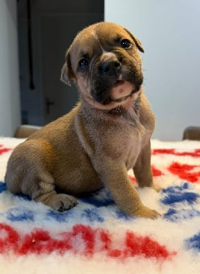 MALE 4 - Bulldog continental