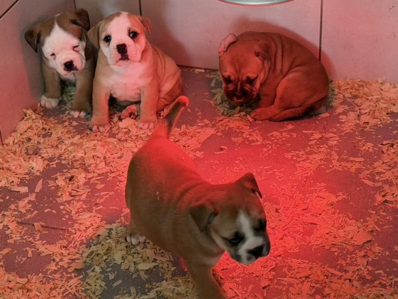 Bulldog continental - Des Dieux De L'arène