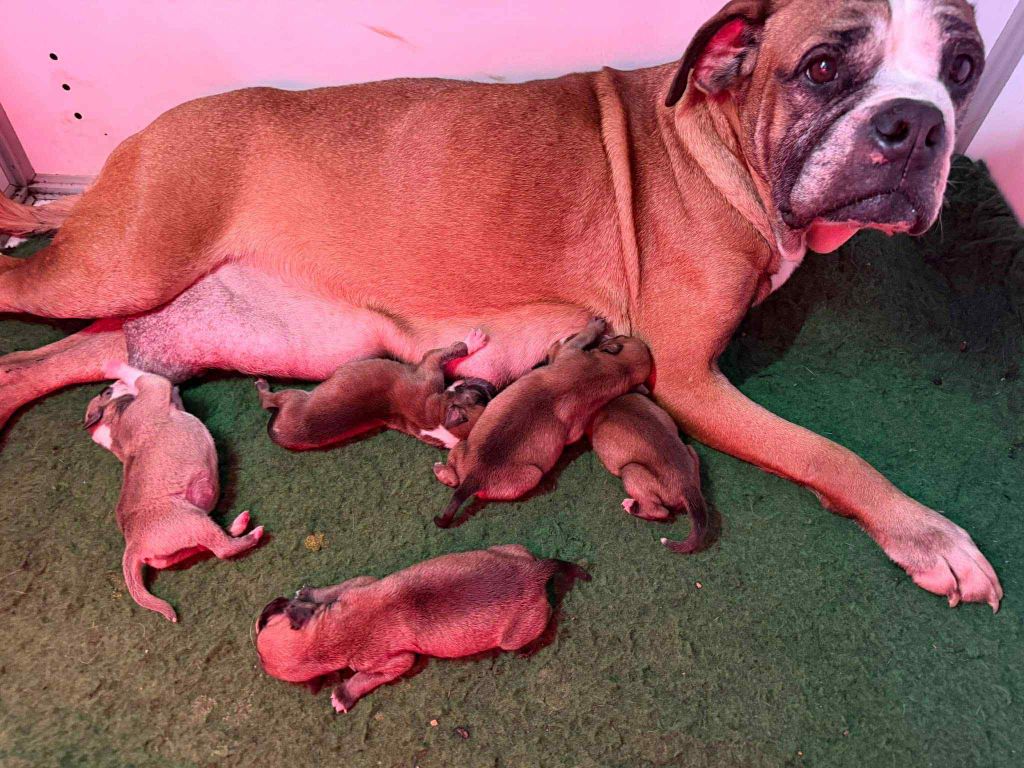 Bulldog continental - Des Dieux De L'arène
